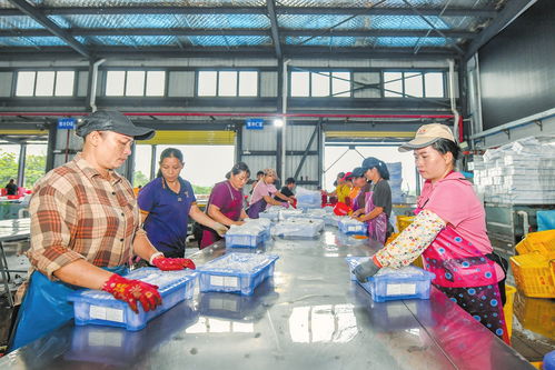 ?？诙帱c發力推動火山荔枝香飄海外
